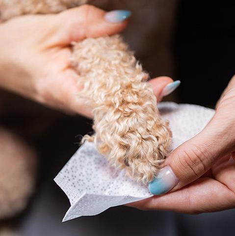 Inkless Paw Print Kit