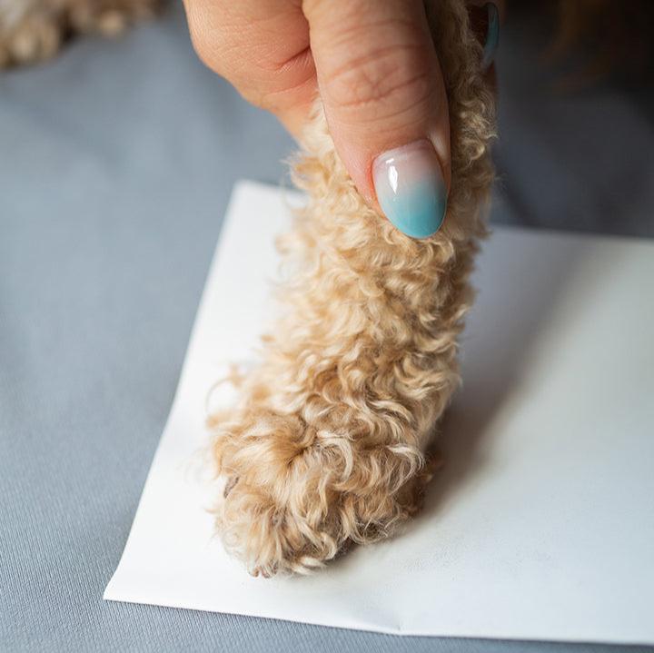 Inkless Paw Print Kit
