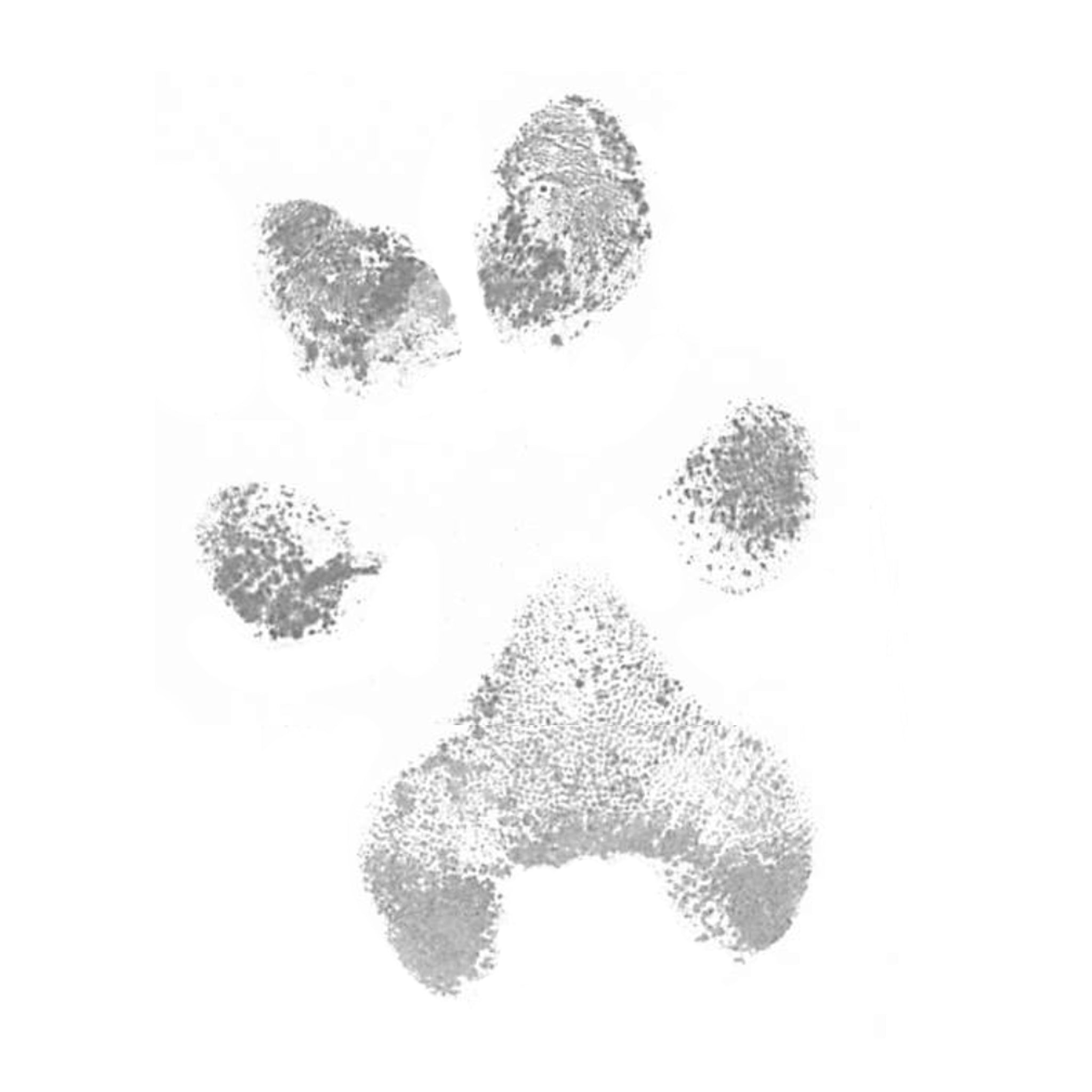 Kit d'empreintes de pattes sans encre